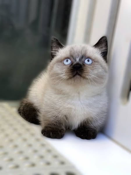Munchkin