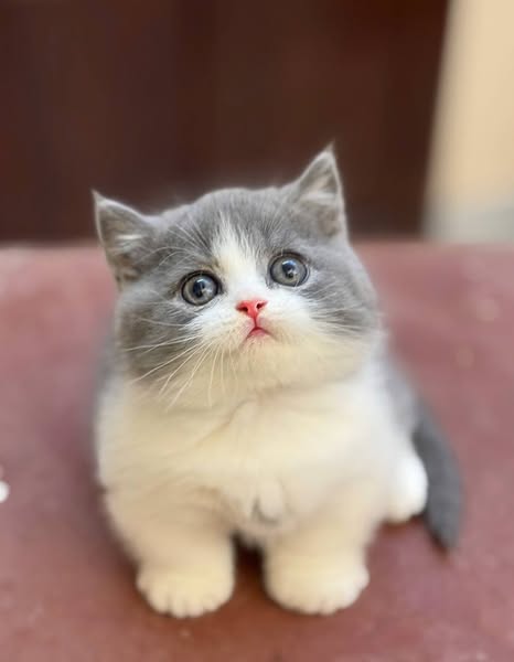 Munchkin