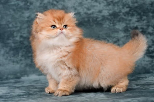 British Longhair