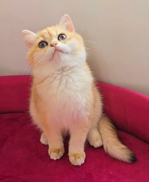 British Shorthair