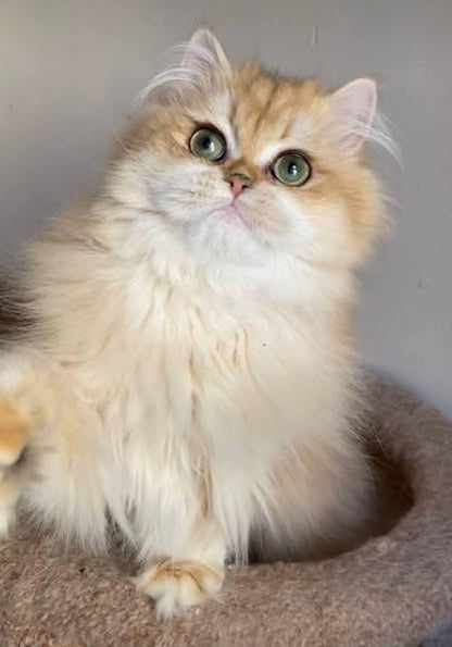 British Longhair