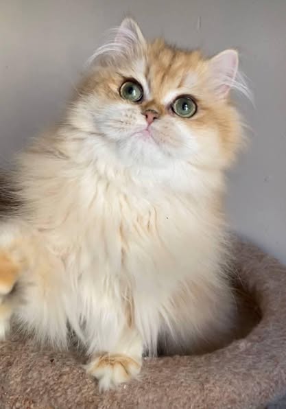 British Longhair