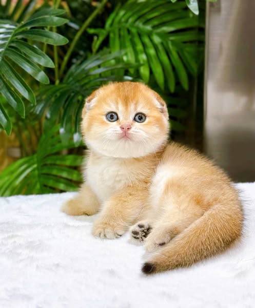 Scottish Fold