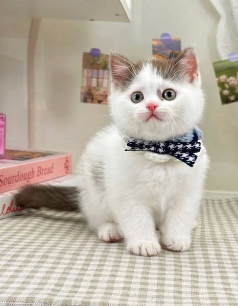 British Shorthair