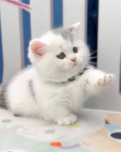 Munchkin