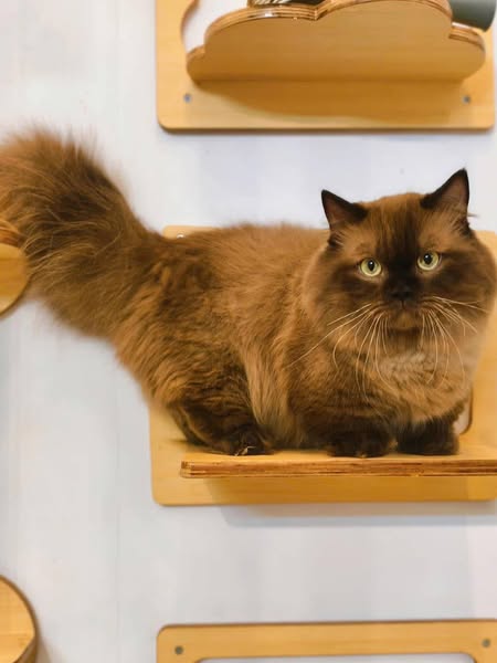 Munchkin Longhair