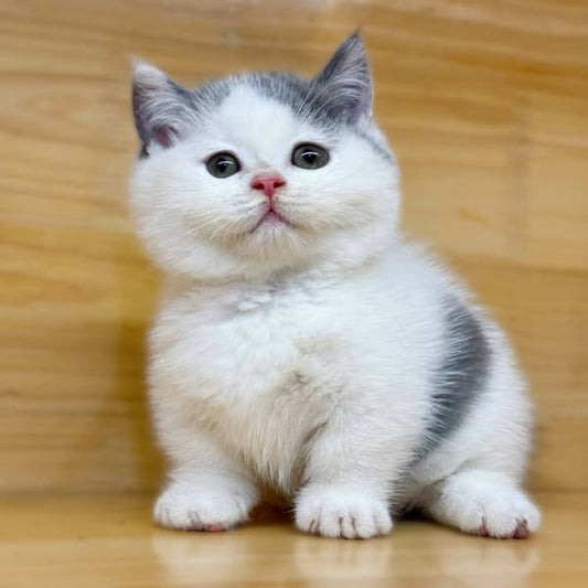 Munchkin