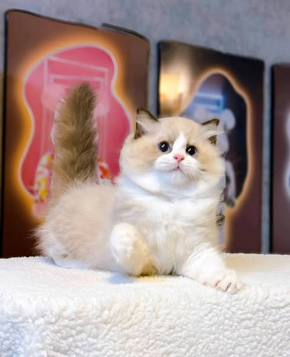 Ragdoll