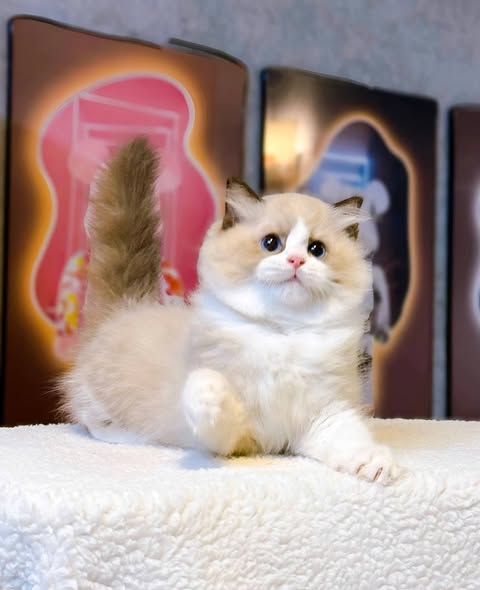 Ragdoll