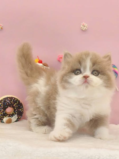 British Longhair