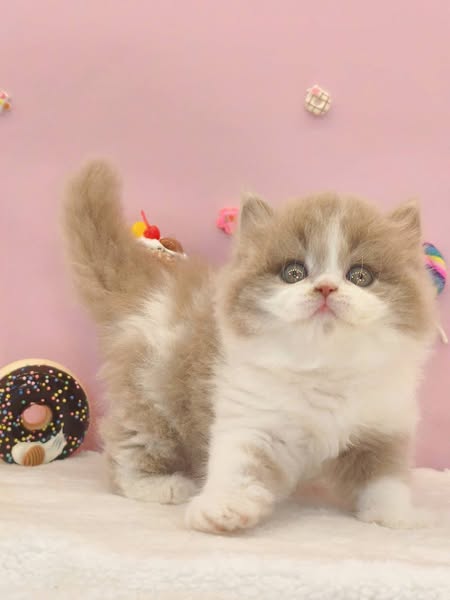 British Longhair