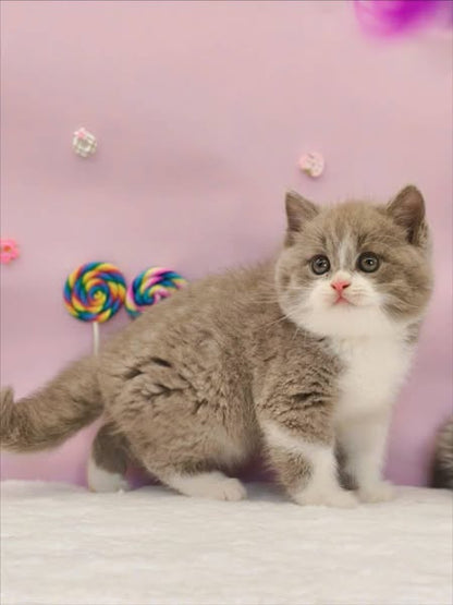 Munchkin
