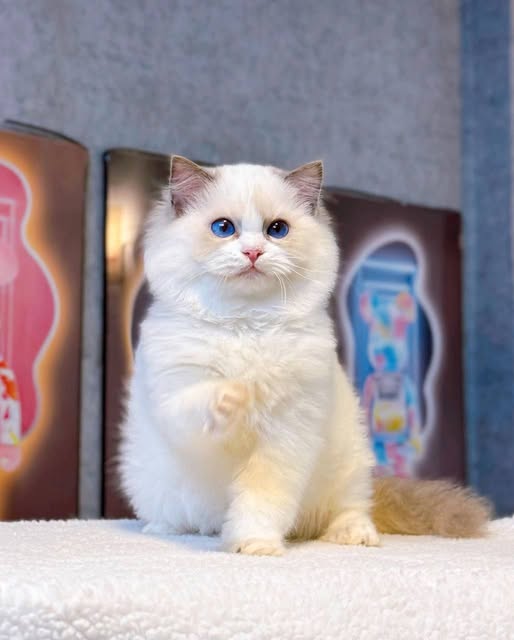 Ragdoll