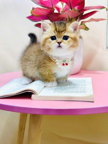 Munchkin
