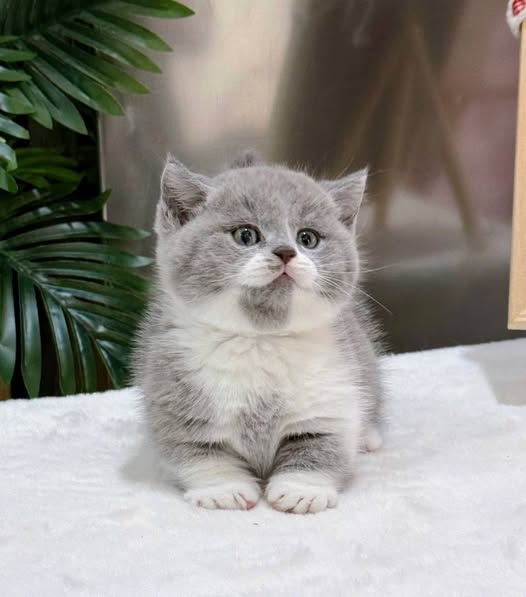 British Shorthair