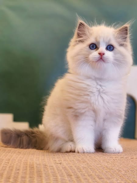 Ragdoll