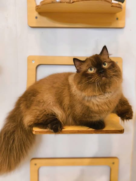 Munchkin Longhair