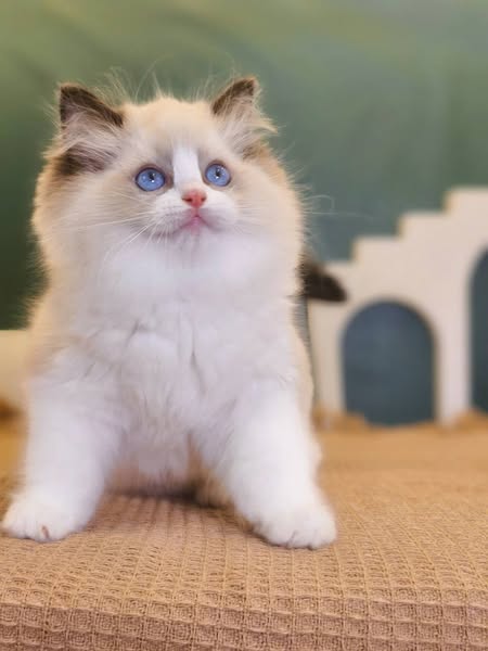 Ragdoll