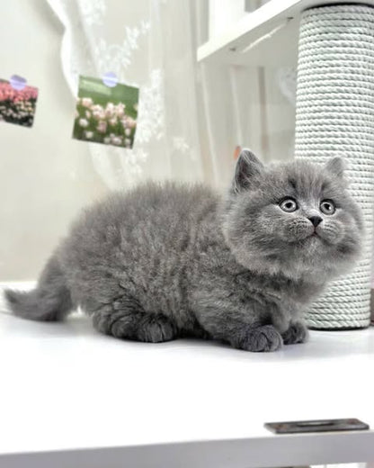 Munchkin Longhair
