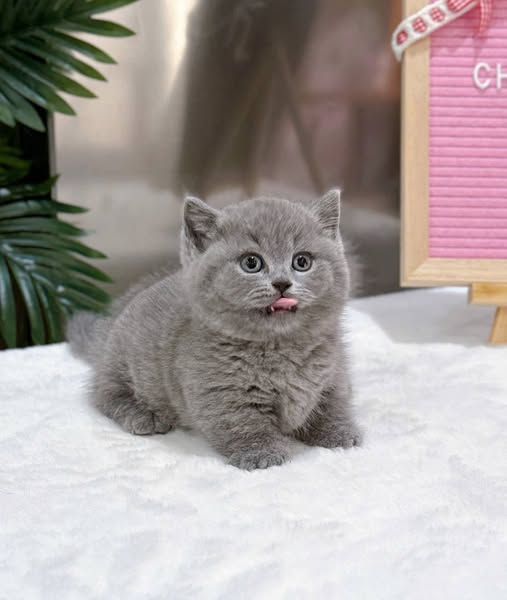 British Shorthair