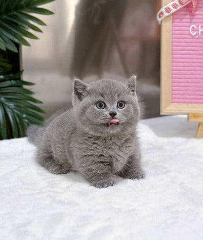 British Shorthair