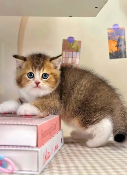 British Shorthair
