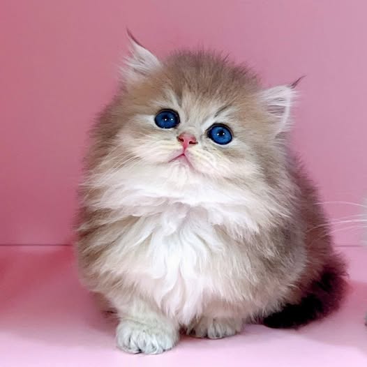 Munchkin