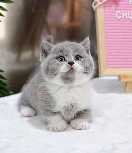 British Shorthair