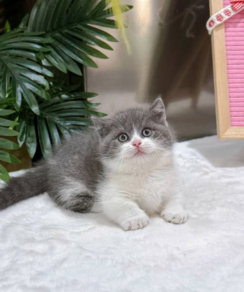 British Shorthair
