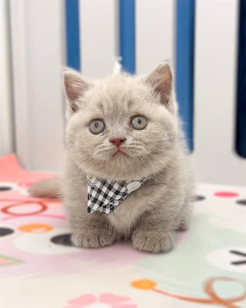 Munchkin