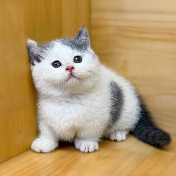 Munchkin