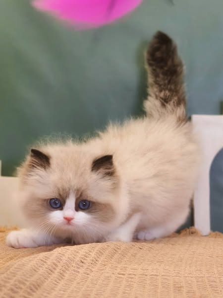 Ragdoll