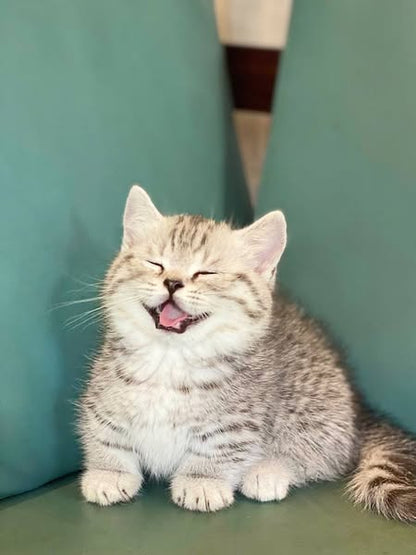 Munchkin
