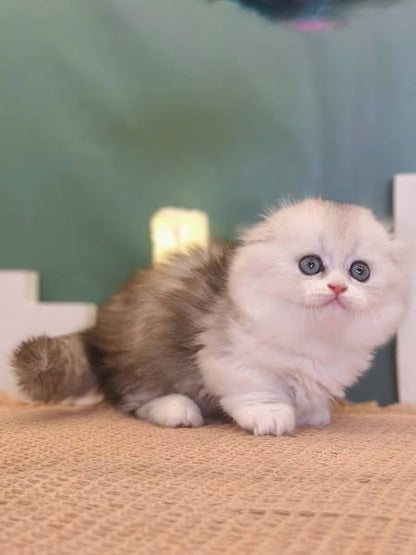 Munchkin Longhair