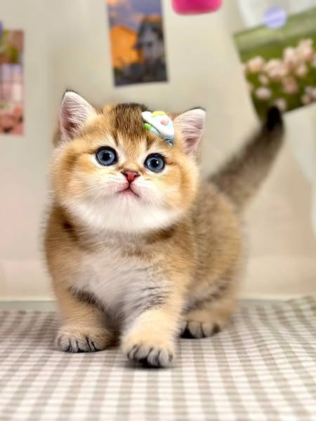 British Shorthair