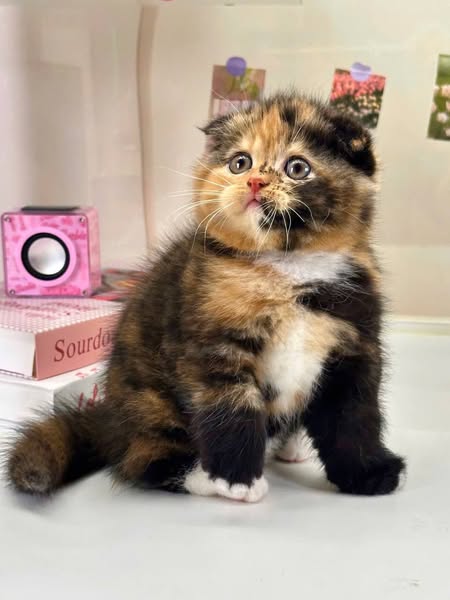 Scottish Fold
