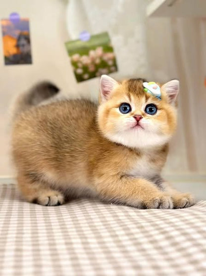 British Shorthair