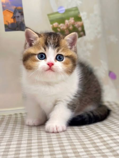 British Shorthair