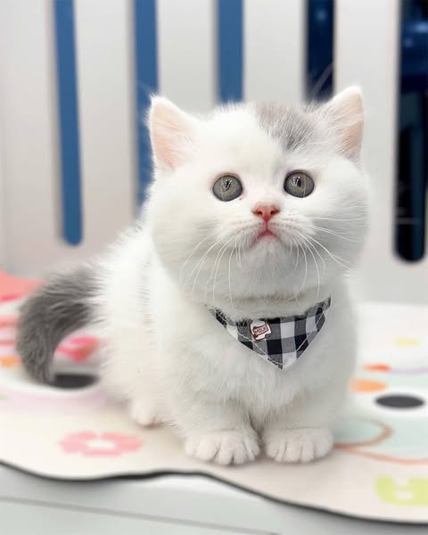 Munchkin