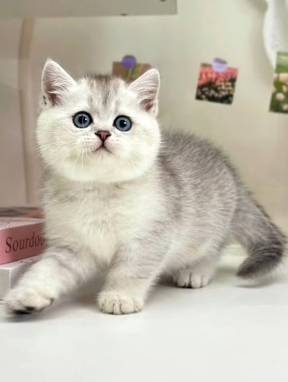 British Shorthair