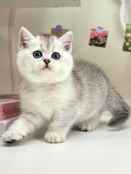 British Shorthair