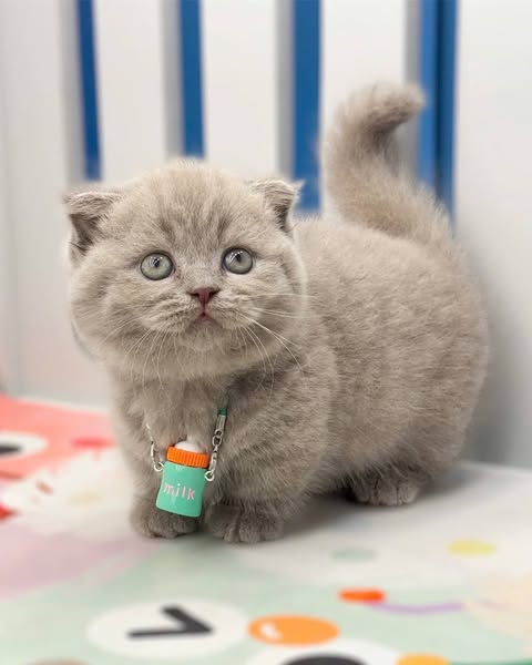 Munchkin Fold