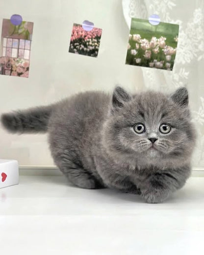 Munchkin Longhair