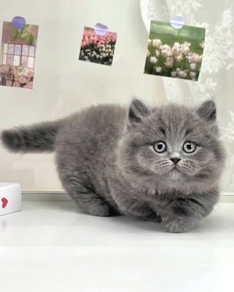 Munchkin Longhair