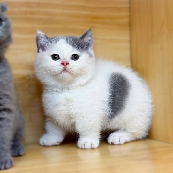 Munchkin