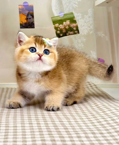 British Shorthair