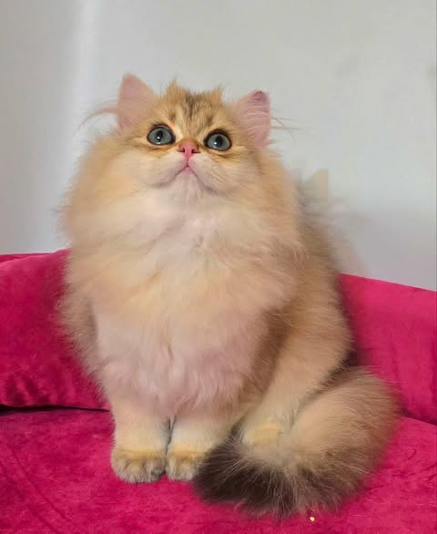 British Longhair