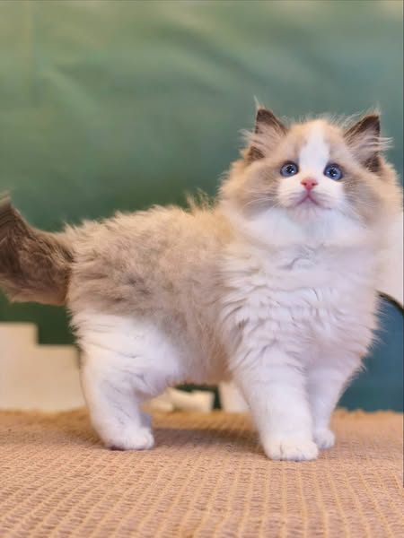 Ragdoll