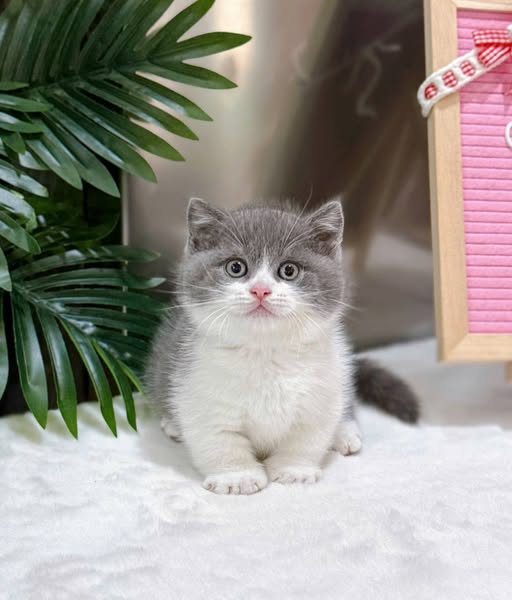 British Shorthair