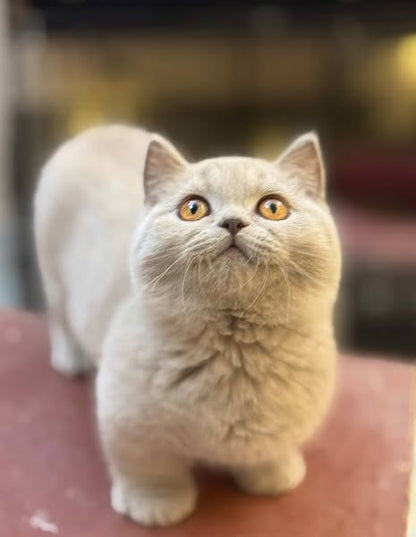 Munchkin